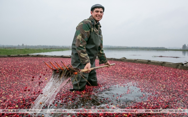 Они на страже продовольственной безопасности: труженикам АПК посвящается