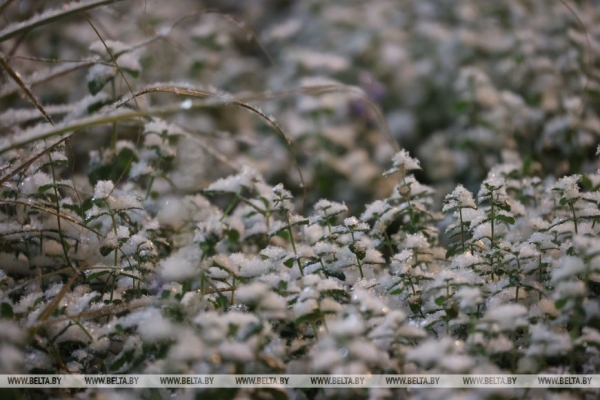 В Минске выпал первый снег В Минске выпал первый снег