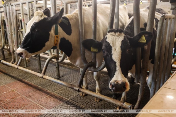 Через полмира в белорусскую глубинку: эквадорка стала ветврачом в Березовском районе