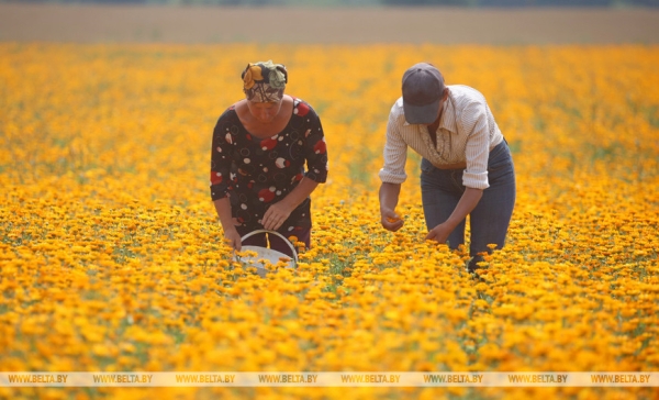Они на страже продовольственной безопасности: труженикам АПК посвящается
