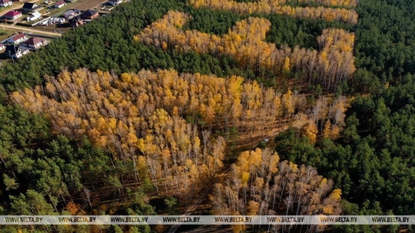 "Длина только одной буквы "Л" около 200 м!" Николай Киевец о работе в уникальном "Ленинском лесу"