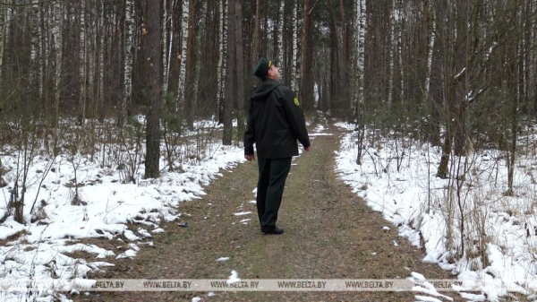 "Длина только одной буквы "Л" около 200 м!" Николай Киевец о работе в уникальном "Ленинском лесу"