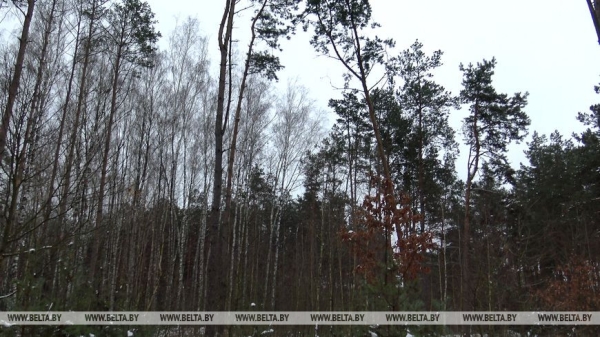 "Длина только одной буквы "Л" около 200 м!" Николай Киевец о работе в уникальном "Ленинском лесу"