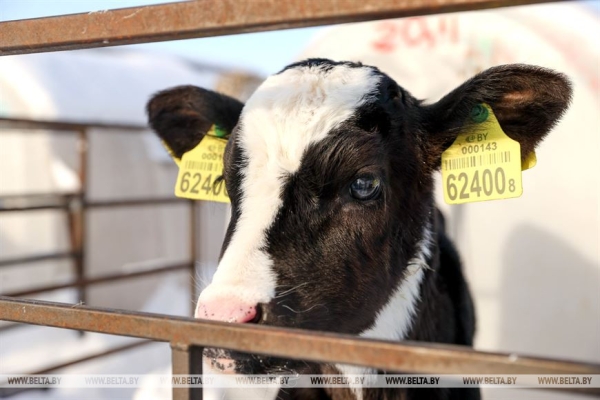 Звезда TikTok из Смолевичей о работе на ферме и популярности: я написала уже больше 50 стихов