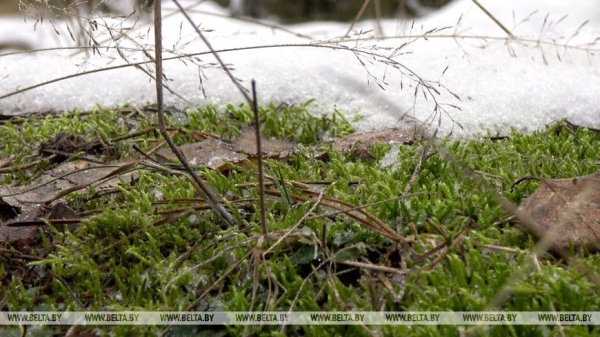 "Длина только одной буквы "Л" около 200 м!" Николай Киевец о работе в уникальном "Ленинском лесу"