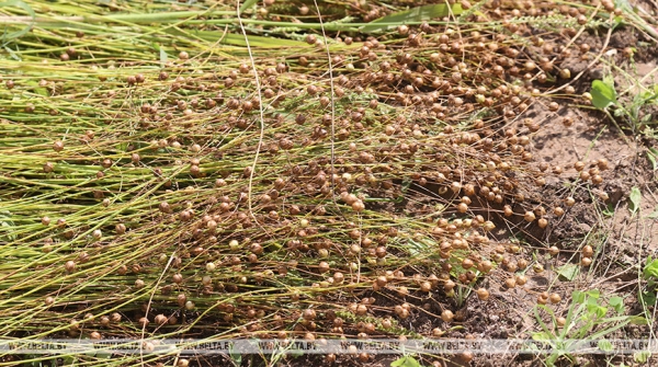 Правительство утвердило размеры надбавок сельхозпроизводителям в 2023 году Правительство утвердило размеры надбавок сельхозпроизводителям в 2023 году