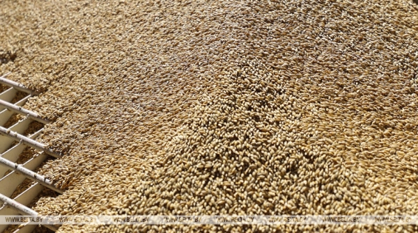 Совмин определил объемы закупок сельхозпродукции и сырья для госнужд на 2023 год