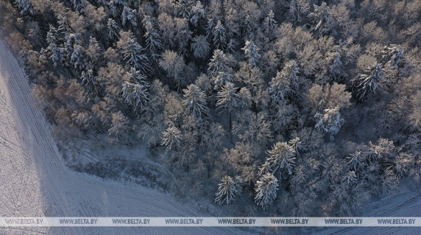 Лукашенко: в Беларуси&nbsp;создана надежная система охраны диких животных, лесных и рыболовных угодий