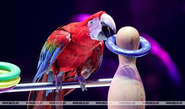 Дрессировщик попугаев: самая сильная цирковая школа - в Беларуси и России Дрессировщик попугаев: самая сильная цирковая школа - в Беларуси и России