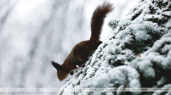 Оранжевый уровень опасности из-за сильного ветра объявлен в Беларуси 12 февраля