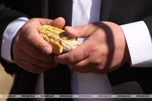 Заяц рассказал, чем закончился эксперимент по зимовке кукурузы на полях Заяц рассказал, чем закончился эксперимент по зимовке кукурузы на полях