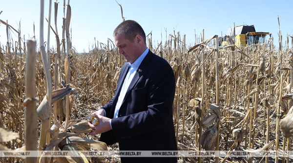 Заяц рассказал, чем закончился эксперимент по зимовке кукурузы на полях Заяц рассказал, чем закончился эксперимент по зимовке кукурузы на полях