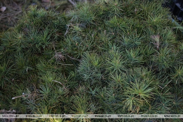 Сергеенко: субботники преображают страну и приобщают молодежь к общественно полезному труду Сергеенко: субботники преображают страну и приобщают молодежь к общественно полезному труду