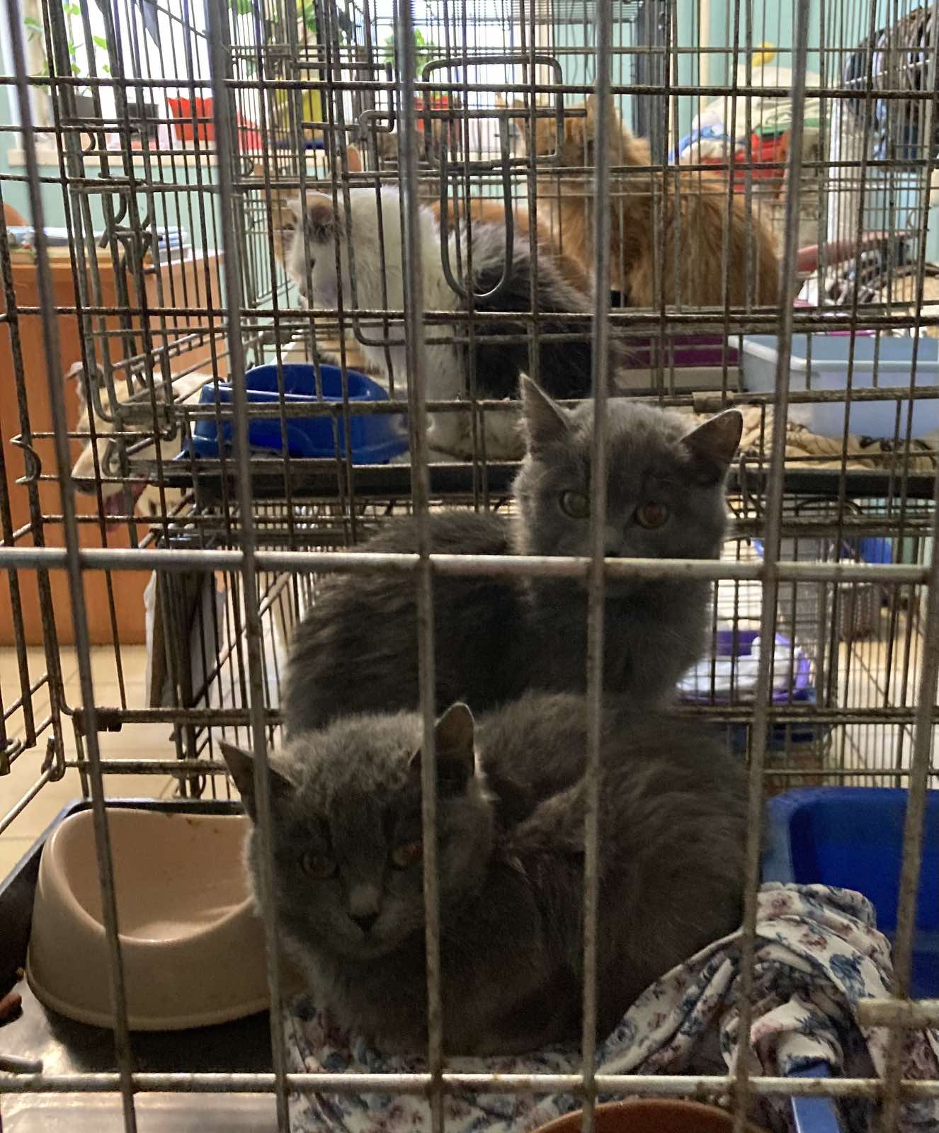 Віцебскі прытулак «Добрык» — тэрыторыя надзеі і добразычлівасці Віцебскі прытулак «Добрык» — тэрыторыя надзеі і добразычлівасці