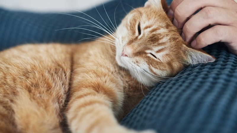 
												В Витебске спасатели вызволили кота, голова которого застряла в батарее
											