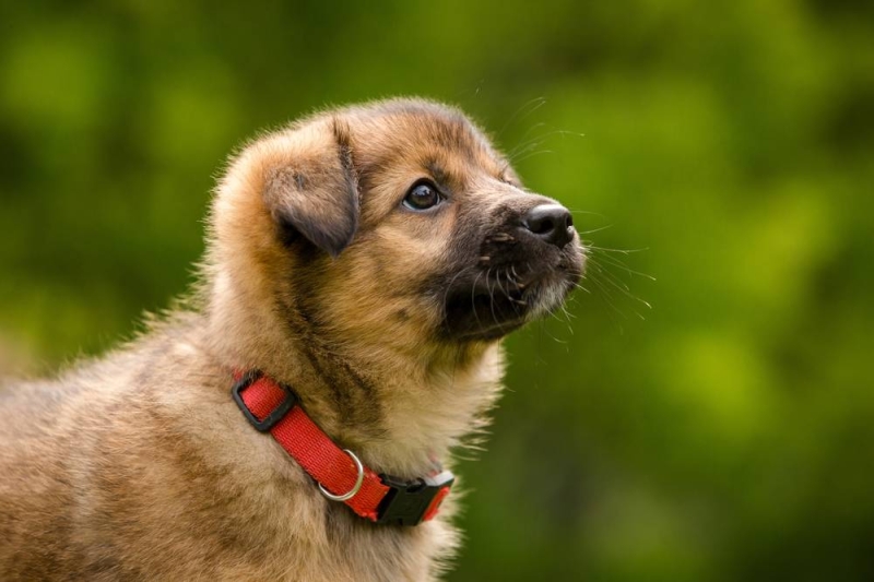 Житель Чашникского района убил щенка
											 
												Житель Чашникского района убил щенка