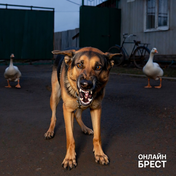 Двухмесячного ребенка загрызла собака бабушки и дедушки — подробности трагедии Двухмесячного ребенка загрызла собака бабушки и дедушки — подробности трагедии